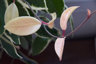 Beyaz yapraklı Krimson Queen bitkisinin yaprakları çeşitlendirilmiş..