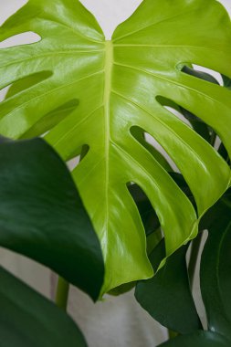 Yeni bir Monstera Deliciosa yaprağına yakından bakın..