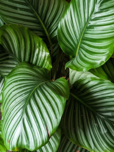 Závod Calathea Orbifolia Pohled Shora Dolů — Stock fotografie