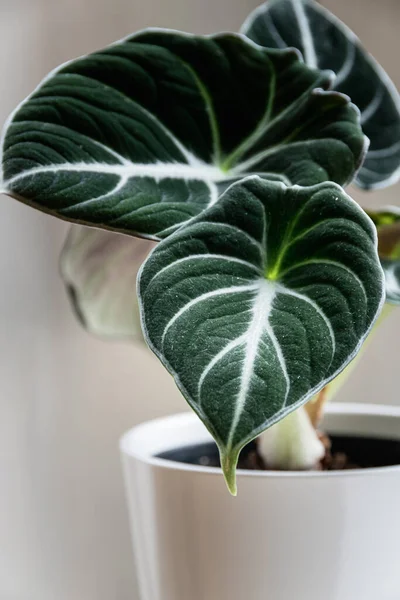 Alocasia Reginula Musta Sametti Lehti Trooppinen Ruukkukasvi Valkoisella Pohjalla Eksoottinen — kuvapankkivalokuva