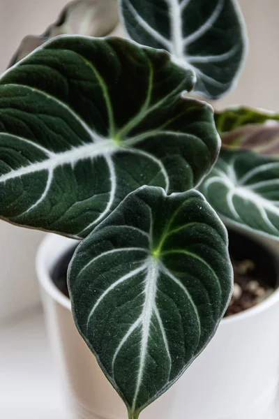 Close Dark Veined Leaves Alocasia Reginula Plant — 스톡 사진