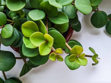 Peperomia tetraphylla 