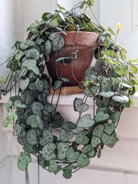 Ceropegia woodii, 