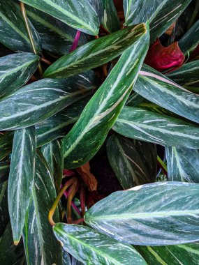Beyaz arka planda dua bitkisi (stromanthe sanguinea). Sanginenin güzel yeşilliklerine yakın çekim.