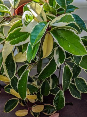 Variegated foliage of a hoya Krimson Queen plant.