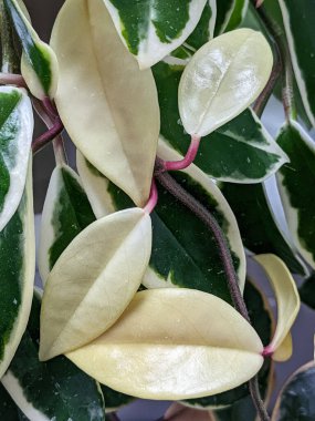 Variegated foliage of a hoya Krimson Queen plant.