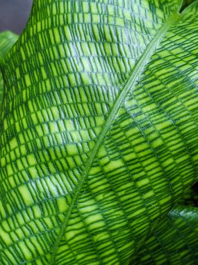 Close up on a calathea musaica 