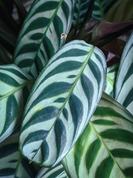 Close-up on a prayer plant (Ctenanthe burle marxii Amabilis) with patterned foliage.