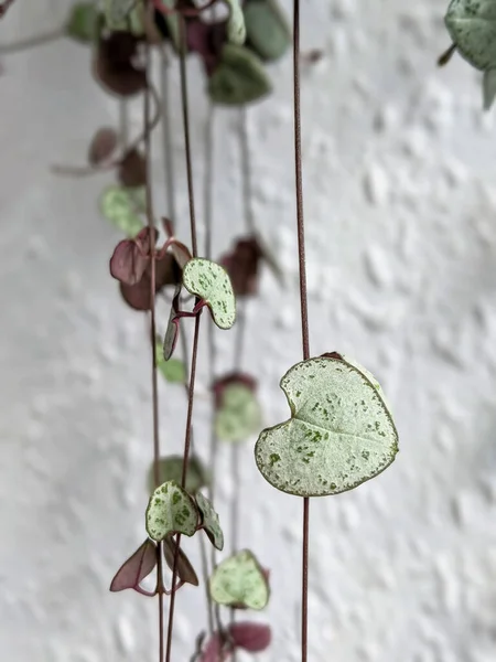 Close-up on a ceropegia woodii, \