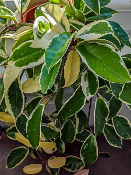 Ποικιλία Φύλλωμα Ενός Φυτού Hoya Krimson Queen — Φωτογραφία Αρχείου