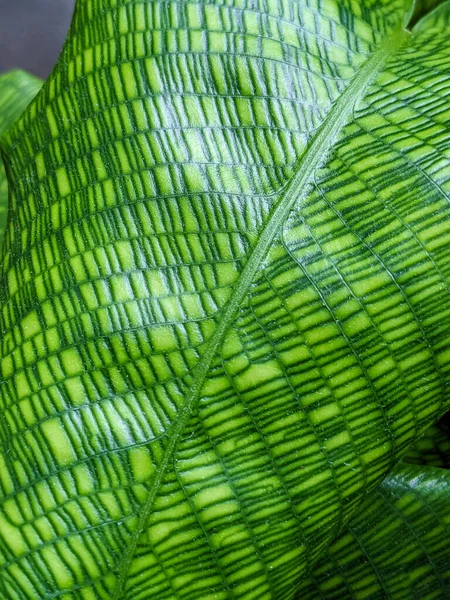 Close Calathea Musaica Network Leaf — Stock fotografie
