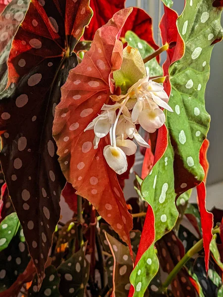 Close Polka Dot Patterned Leaves Polka Dot Begonia Begonia Maculata Royalty Free Stock Fotografie