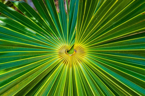Mexická Vějíř Palmový List Centrum Royalty Free Stock Obrázky