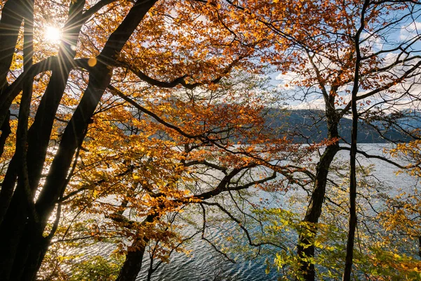 Barevné Listy Jezera Chuzenji Nikko Japonsko Konci Října Stock Fotografie
