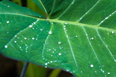Alocasia odora foliage  or Giant upright elephant ear, Exotic tropical leaf.