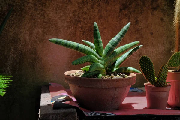 Elephant Tusks Plant Sansevieria Stuckyi Indoor Plant — Stockfoto