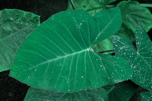 Alocasia Odora Foliage Giant Upright Elephant Ear Exotic Tropical Leaf — Stock Photo, Image