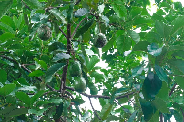 Ripe Tropical Fruit Avocados fruit hanging in the tree.