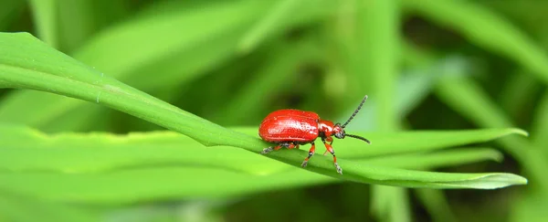 Escarabajo — Foto de Stock