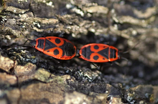 Firebuck — Stock Photo, Image