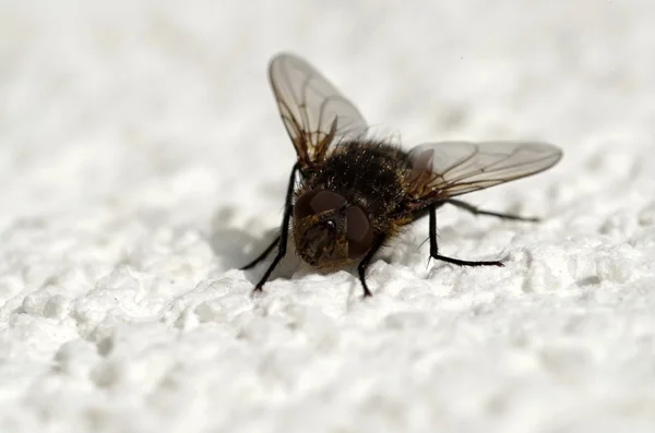 Fly insect — Stock Photo, Image