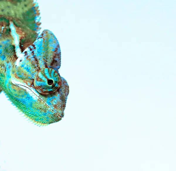 Chameleon — Stock Photo, Image