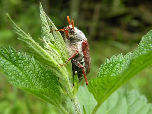 Peut-être le scarabée — Photo