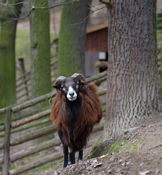 Ram får — Stockfoto