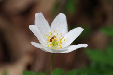 Anemone with beetle clipart