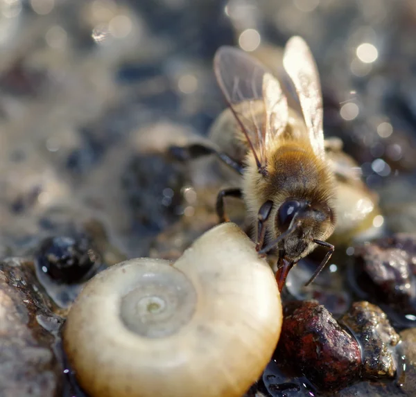 Picie Pszczoła — Zdjęcie stockowe