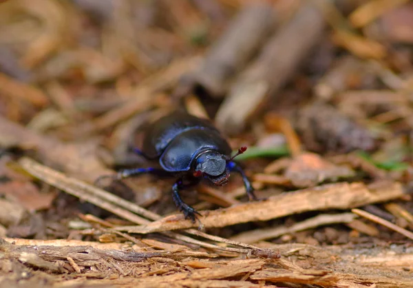 Gödsel-beetle — Stockfoto