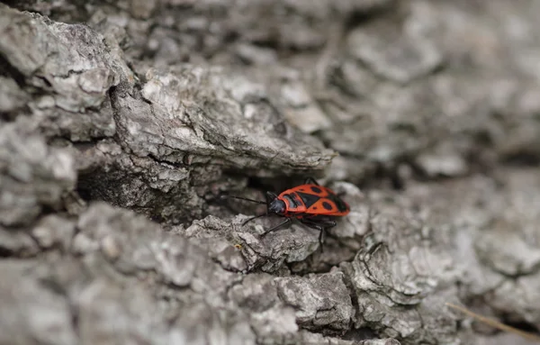 Firebug on lime tree — Stock Photo, Image