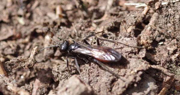 Insecto negro — Foto de Stock