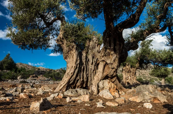eski zeytin ağacı