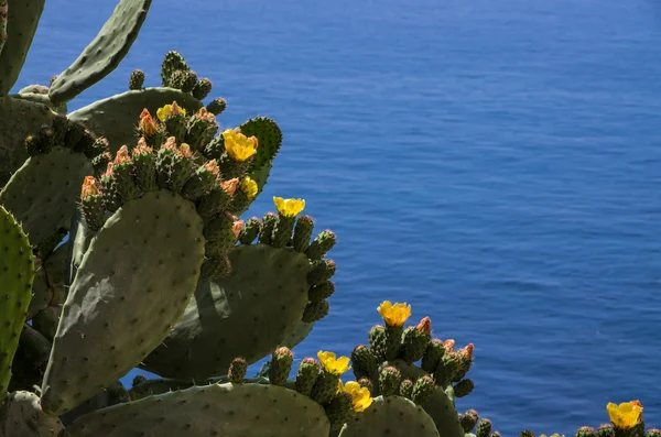 Prickly Pears — Stock Photo, Image