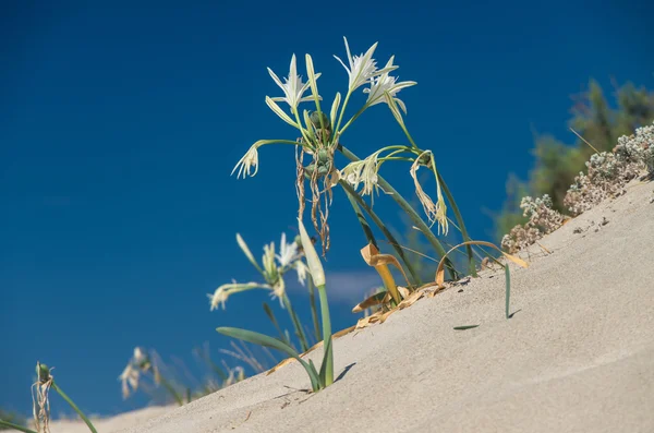 Akdeniz dune kum lily