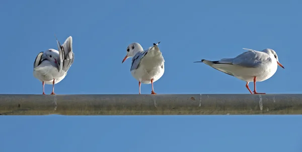 Seagull, Larus ridibundus — Stock Photo, Image