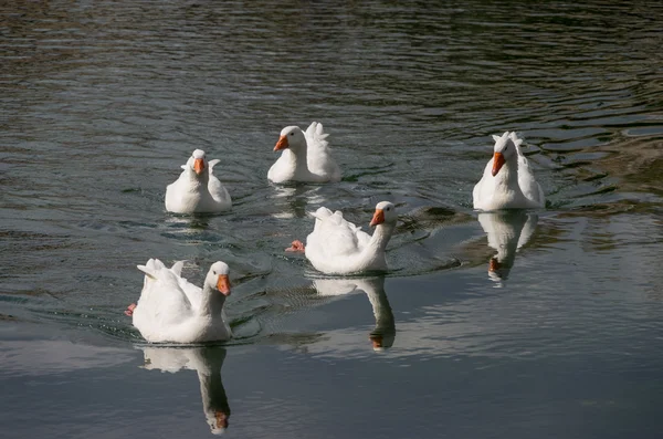 수영 gooses — 스톡 사진