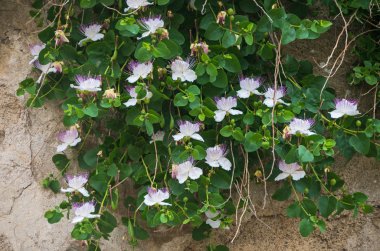 Kapari bitki (capparis spinosa)
