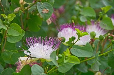 Kapari bitki (capparis spinosa)