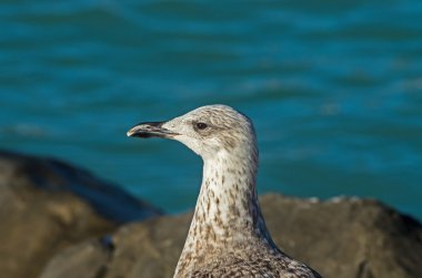 Larus Michaellis