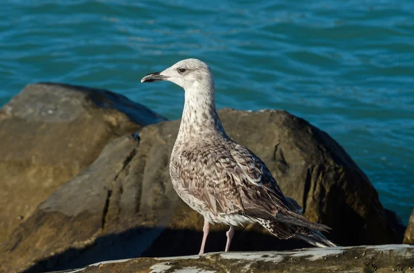 Larus Michaellis — Stockfoto