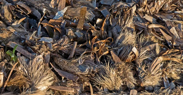Dead algae carpet — Stock Photo, Image