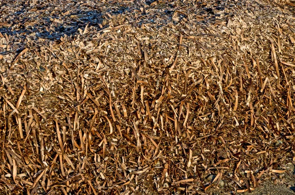 Dead algae carpet — Stock Photo, Image