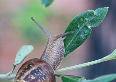 salyangoz zeytin ağacı üzerinde