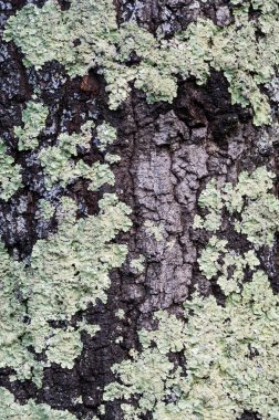 Misk ağacı yüzeyi üzerinde