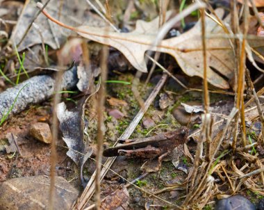 Kriket taklit kullanma