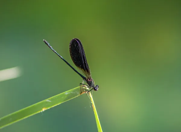 Libellula appoggiata su una foglia d'erba — Foto Stock