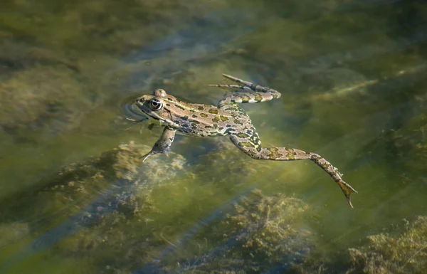 bir nehir tarafında kurbağa