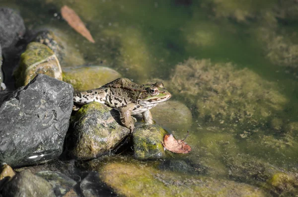 Žába na břehu řeky — Stock fotografie